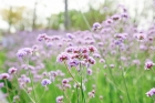 谷雨時(shí)節(jié)，橫琴花海長(zhǎng)廊春意撩人！