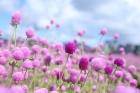 美翻！橫琴42000m2硫華菊驚艷盛放！還有浪漫千日粉、大花百日草花海……
